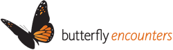 Butterfly Encounters